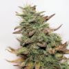 Great White Auto Feminizovaná