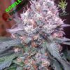 Gorilla Glue #4 SFV OG Feminizovaná