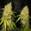 Skunk Special Feminizovaná