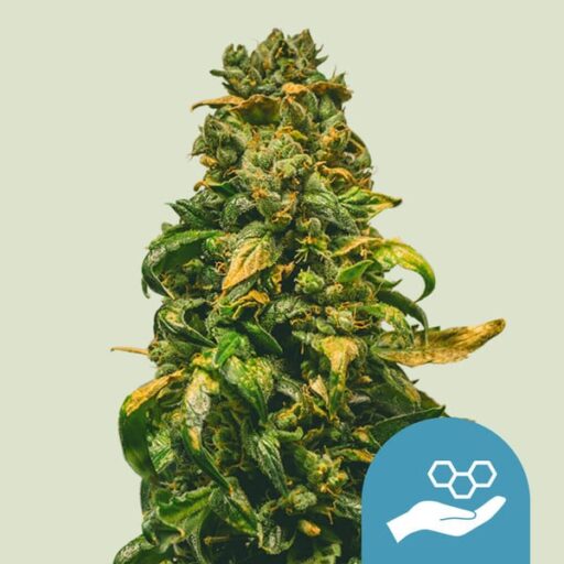 Solomatic CBD Auto Feminizovaná