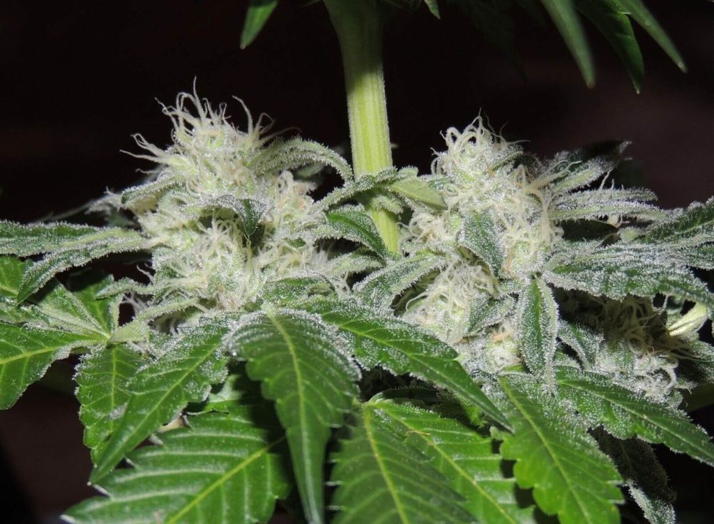 Sour Power OG Regulérní