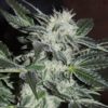 Sour Power OG Regulérní