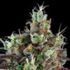 Sour Ripper Feminizovaná