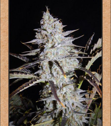 Sour Stomper Auto Feminised Seeds