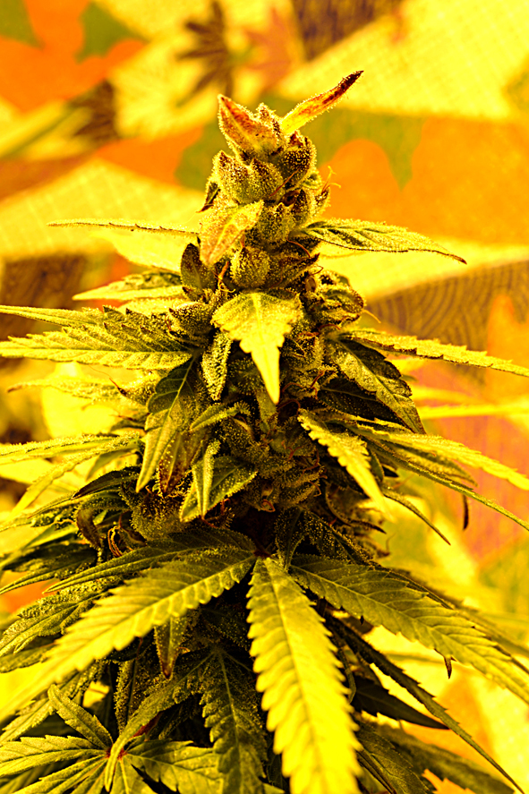 Southern Lights #7 FEMINISED Seeds