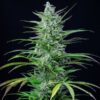 Special Kush #1 Feminizovaná