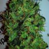 Strawberry Sour Diesel Regulérní