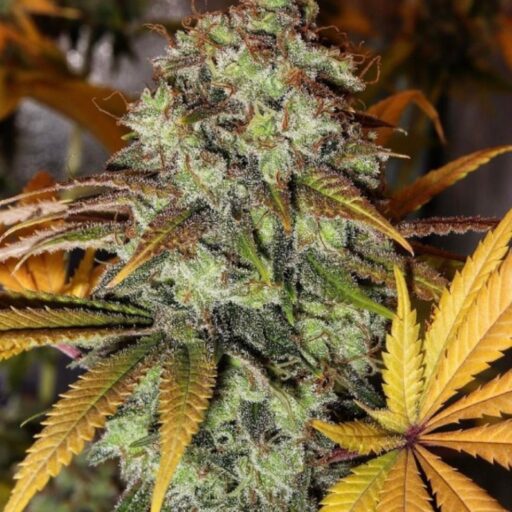 Strawberry OG Feminizovaná