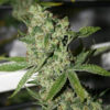 Super Silver Sour Diesel Haze Regulérní