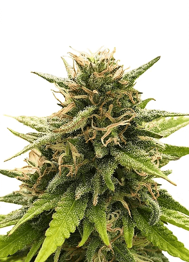Super Silver CBD Feminizovaná Super Silver CBD Feminizovaná