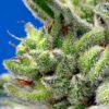 Sweet Gelato Auto Feminizovaná