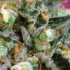Sweet Nurse CBD Auto Feminizovaná