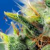 Sweet Pure CBD Auto Feminizovaná