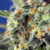 Sweet Pure CBD Feminizovaná