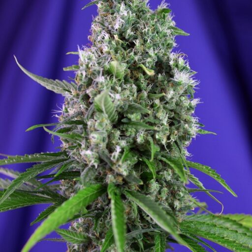 Sweet Trainwreck Auto Feminizovaná