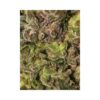 TNT Kush Feminizovaná