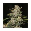 TNT Kush Feminizovaná