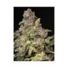 TNT Kush Feminizovaná