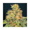TNT Kush CBD Feminizovaná