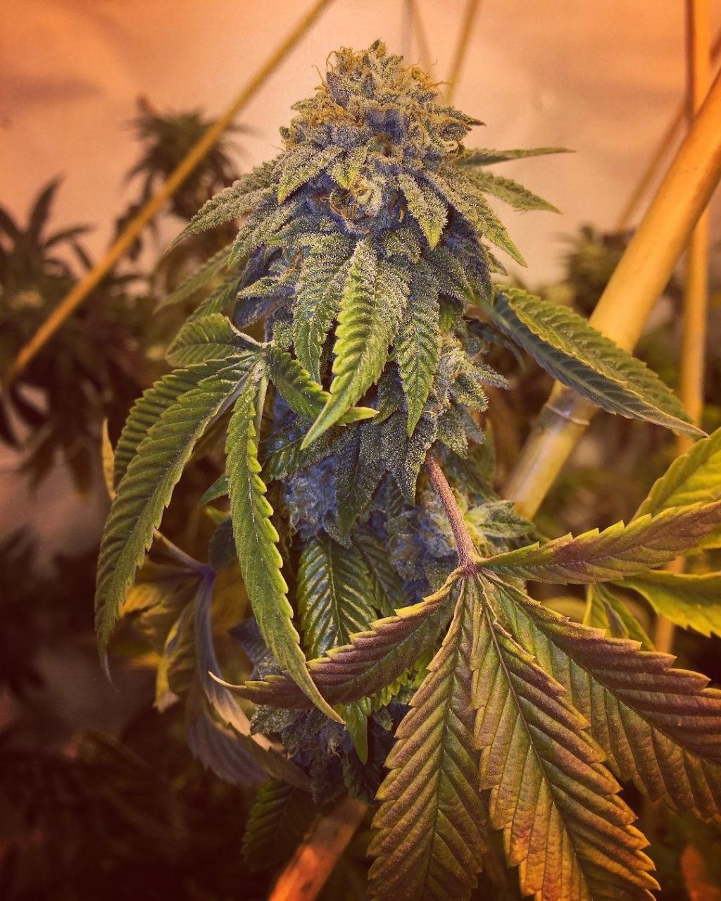 Triangle Glue #4 Feminizovaná