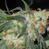 White OG S1 Feminizovaná