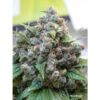 White Widow Regulérní