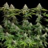 White Widow Feminizovaná