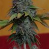 White Widow Feminizovaná