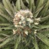 White Widow Feminizovaná