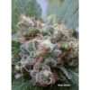 White Widow Regulérní