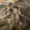 White Widow Feminizovaná