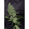 White Widow x The Ultimate Regulérní
