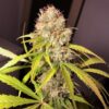 White Widow x The Ultimate Regulérní