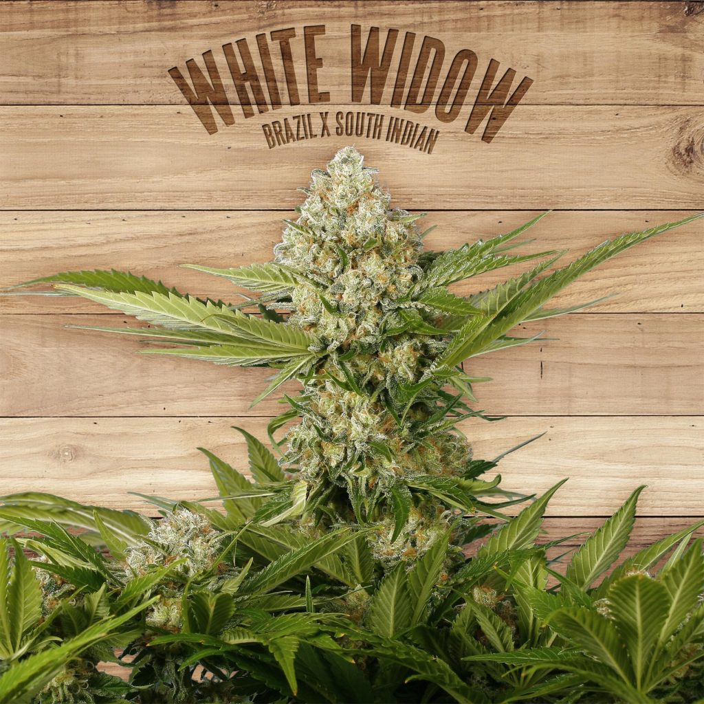 White Widow Feminizovaná