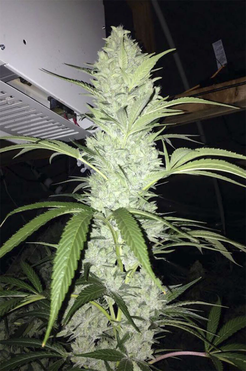 wifi9 The Wifi Connection Regulérní