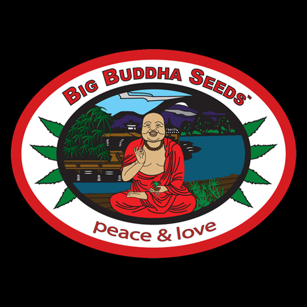 Buddha Haze Feminizovaná