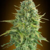 Do-Si-Dos Cookies Auto Feminizovaná