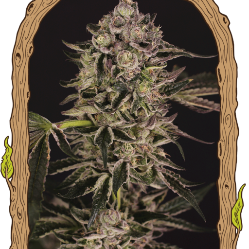 Quick Sherbet Feminizovaná