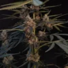 Original Northern Lights Auto Feminizovaná