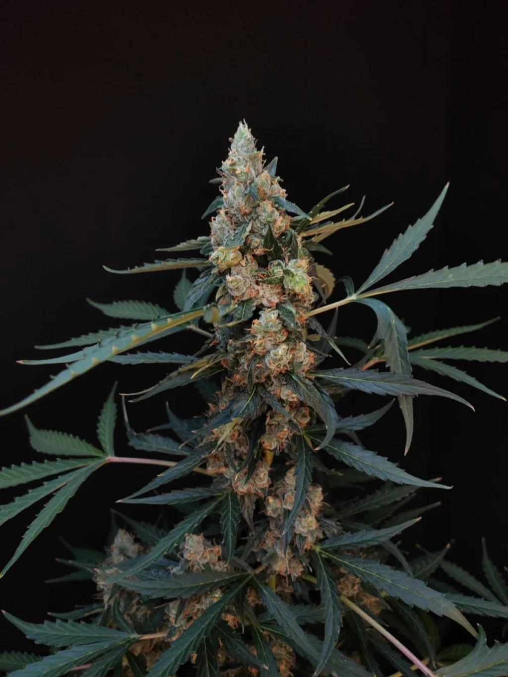 Original Northern Lights Auto Feminizovaná