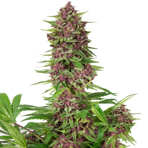 Purple Kush Feminizovaná