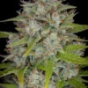 Orange Sherbet Auto Feminizovaná