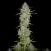 Orange Sherbet Auto Feminizovaná