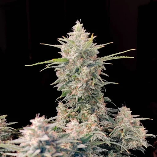 Original Skunk Auto Feminizovaná