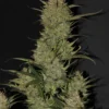 Original OG Kush Auto Feminizovaná