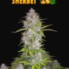 Orange Sherbet Auto Feminizovaná