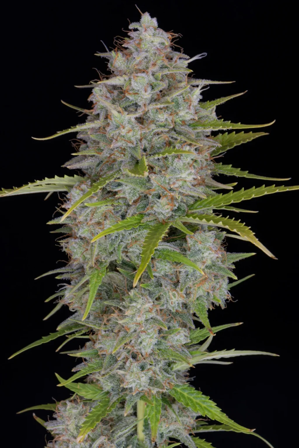 Orange Sherbet Auto Feminizovaná