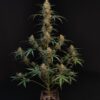 Original Chemdawg Auto Feminizovaná