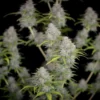 Orange Sherbet Auto Feminizovaná