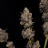 Original Northern Lights Auto Feminizovaná
